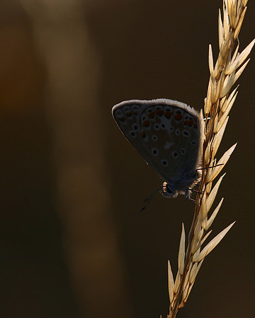 Common Blue, Oldbury Power Station, July 2018