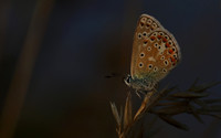Common Blue, Oldbury Power Station, July 2018