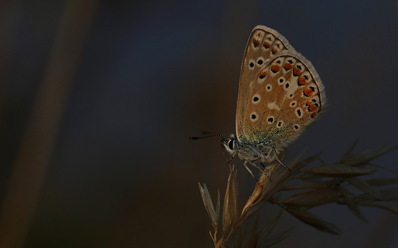Common Blue, Oldbury Power Station, July 2018