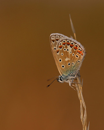Common Blue, Oldbury Power Station, July 2018.
