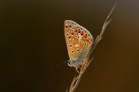 Common Blue, Oldbury Power Station, July 2018