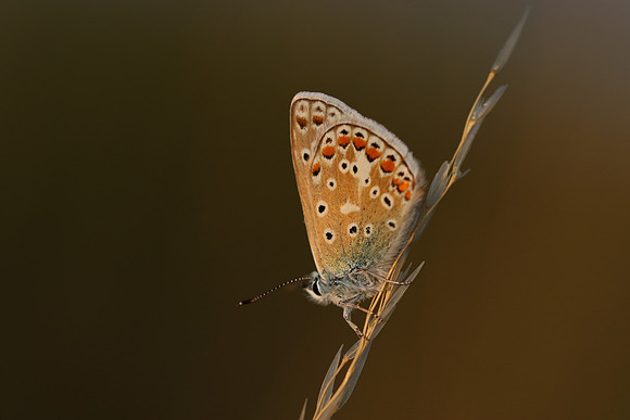 Common Blue, Oldbury Power Station, July 2018
