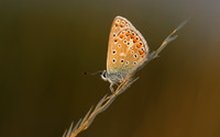 Common Blue, Oldbury Power Station, July 2018
