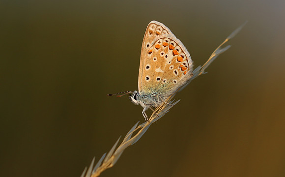Common Blue, Oldbury Power Station, July 2018