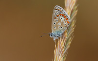 Common Blue, Oldbury Power Station, July 2018