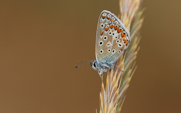 Common Blue, Oldbury Power Station, July 2018