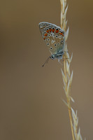 Common Blue, Oldbury Power Station, July 2018