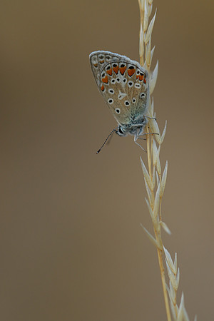 Common Blue, Oldbury Power Station, July 2018