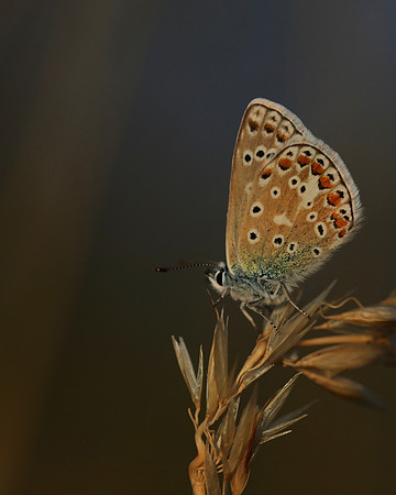 Common Blue, Oldbury Power Station, July 2018