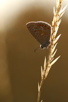 Common Blue, Oldbury Power Station, July 2018