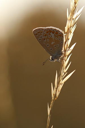 Common Blue, Oldbury Power Station, July 2018