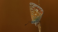 Common Blue, Oldbury Power Station, July 2018