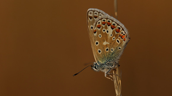Common Blue, Oldbury Power Station, July 2018