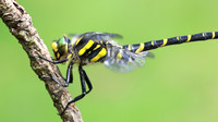 Golden-ringed Dragonfly, Forest of Dean, June 2018