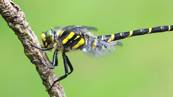 Golden-ringed Dragonfly, Forest of Dean, June 2018
