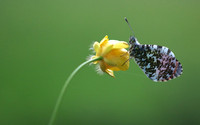 Orange Tip, Tockington, June 2018