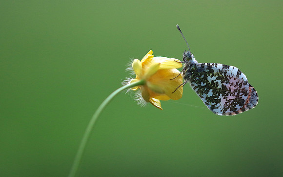 Orange Tip, Tockington, June 2018