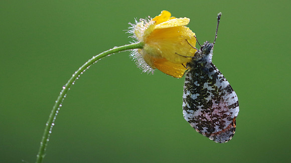 Orange Tip, Tockington, June 2018