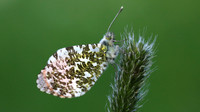 Orange Tip