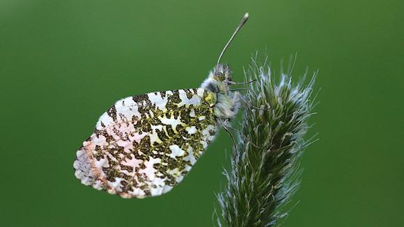 Orange Tip, Tockington, June 2018.
