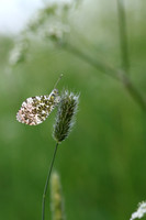 Orange Tip, Tockington, June 2018
