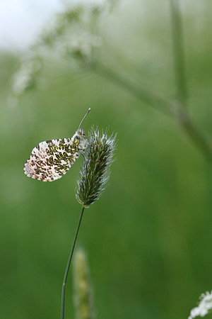Orange Tip, Tockington, June 2018