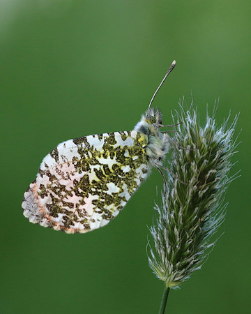 Orange Tip, Tockington, June 2018