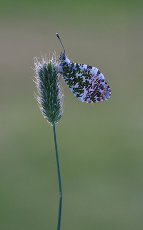 Orange Tip, Tockington, June 2018
