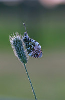 Orange Tip, Tockington, June 2018
