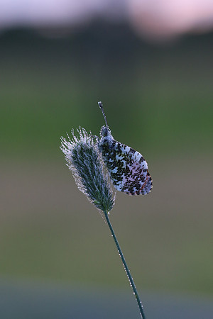 Orange Tip, Tockington, June 2018