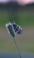 Orange Tip, Tockington, June 2018