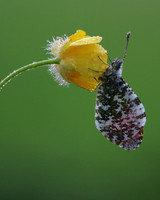 Orange Tip, Tockington, June 2018