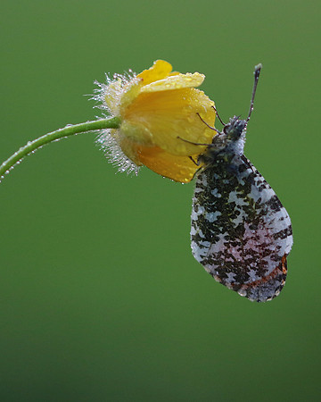 Orange Tip, Tockington, June 2018