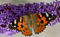 Painted Lady, Breakheart Quarry, July 2018.