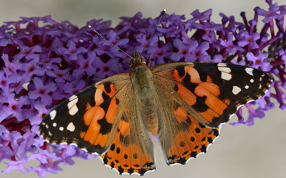 Painted Lady, Breakheart Quarry, July 2018.