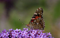 Painted Lady