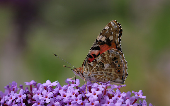 Painted Lady, Breakheart Quarry, July 2018
