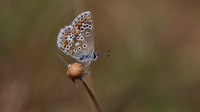 Brown Argus