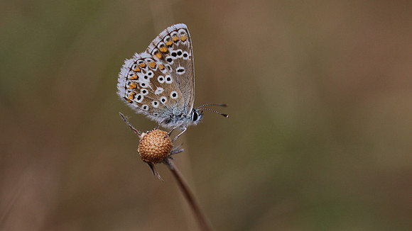 Brown Argus, Breakheart Quarry, July 2018.