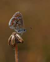 Brown Argus, Breakheart Quarry, July 2018