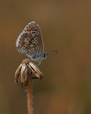 Brown Argus, Breakheart Quarry, July 2018