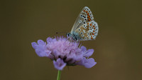 Brown Argus, Breakheart Quarry, July 2018