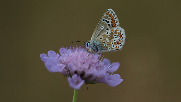 Brown Argus, Breakheart Quarry, July 2018