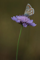 Brown Argus, Breakheart Quarry, July 2018