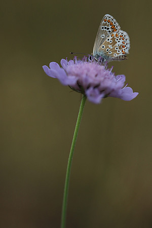 Brown Argus, Breakheart Quarry, July 2018
