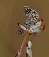 Brown Argus, Breakheart Quarry, July 2018