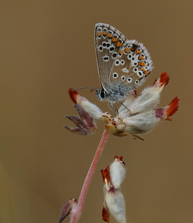 Brown Argus, Breakheart Quarry, July 2018
