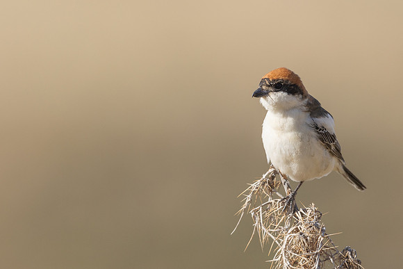 Woodchat Shrike, Anarita, Cyprus, April 2024