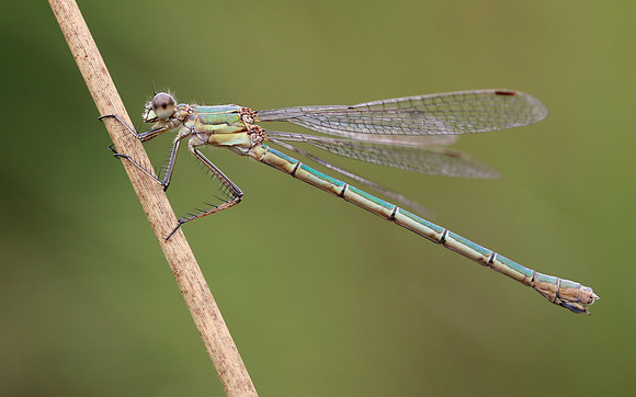 Emerald Damselfly, Priddy, August 2018.