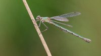 Emerald Damselfly, Priddy, August 2018